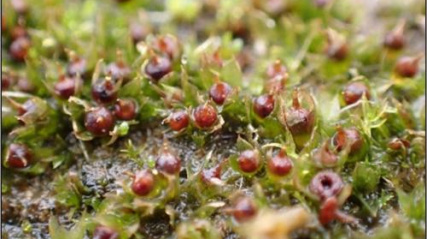 Physcomitrium immersum moss